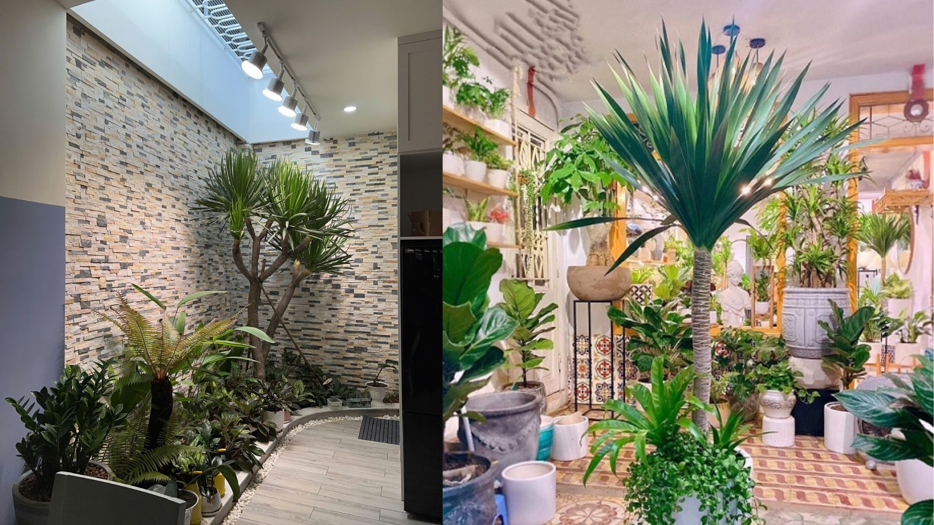 Trồng Cây Phát Tài Núi Trong Nhà Bằng Đèn Quang Hợp